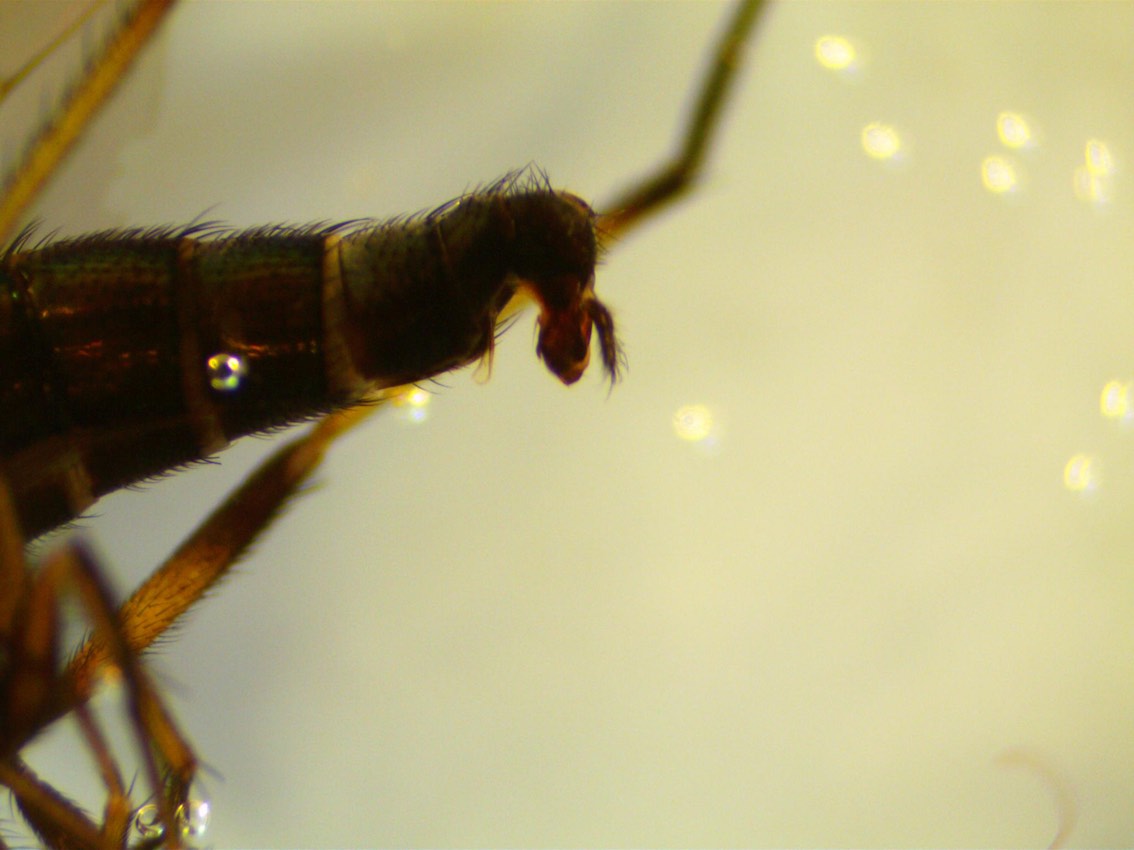 Dolichopodidae (inc. former Microphoridae): Argyra loewi (male) (3)
