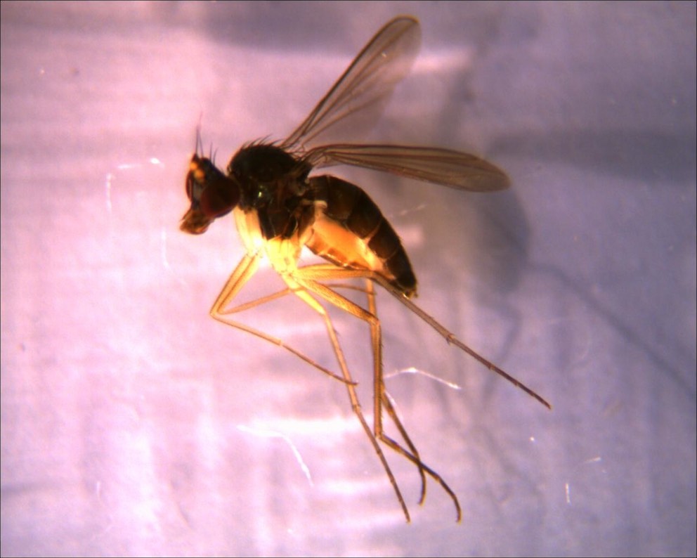 Dolichopodidae (inc. former Microphoridae): Systenus scholtzii (female) (1)