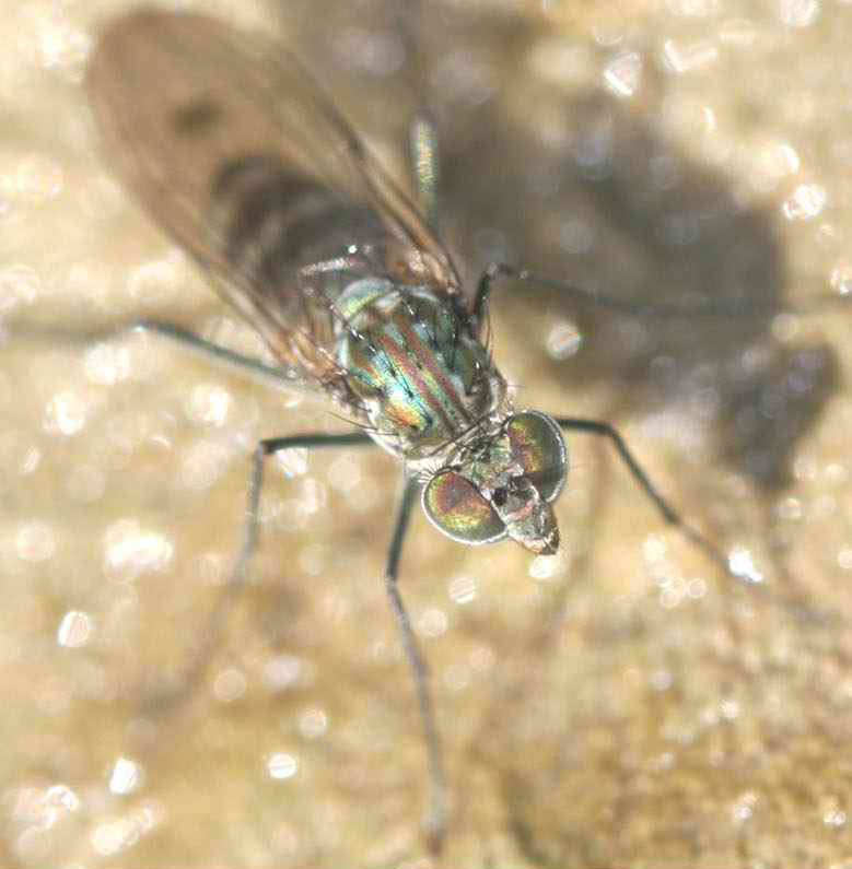 Dolichopodidae (inc. former Microphoridae): Liancalus virens (female) (1)