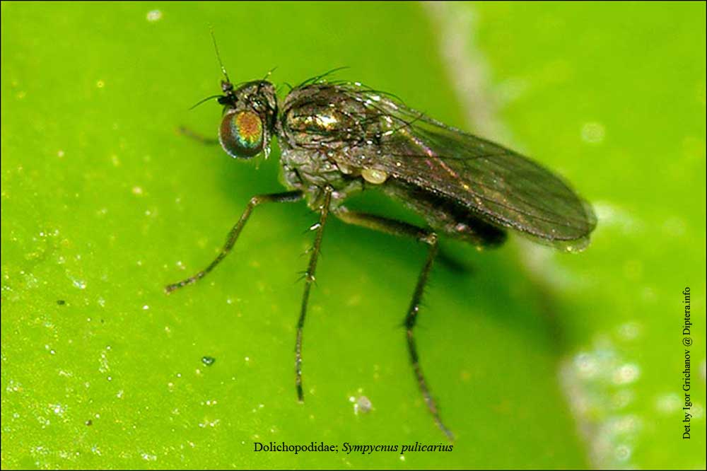 Dolichopodidae (inc. former Microphoridae): Sympycnus pulicarius (male) (2)