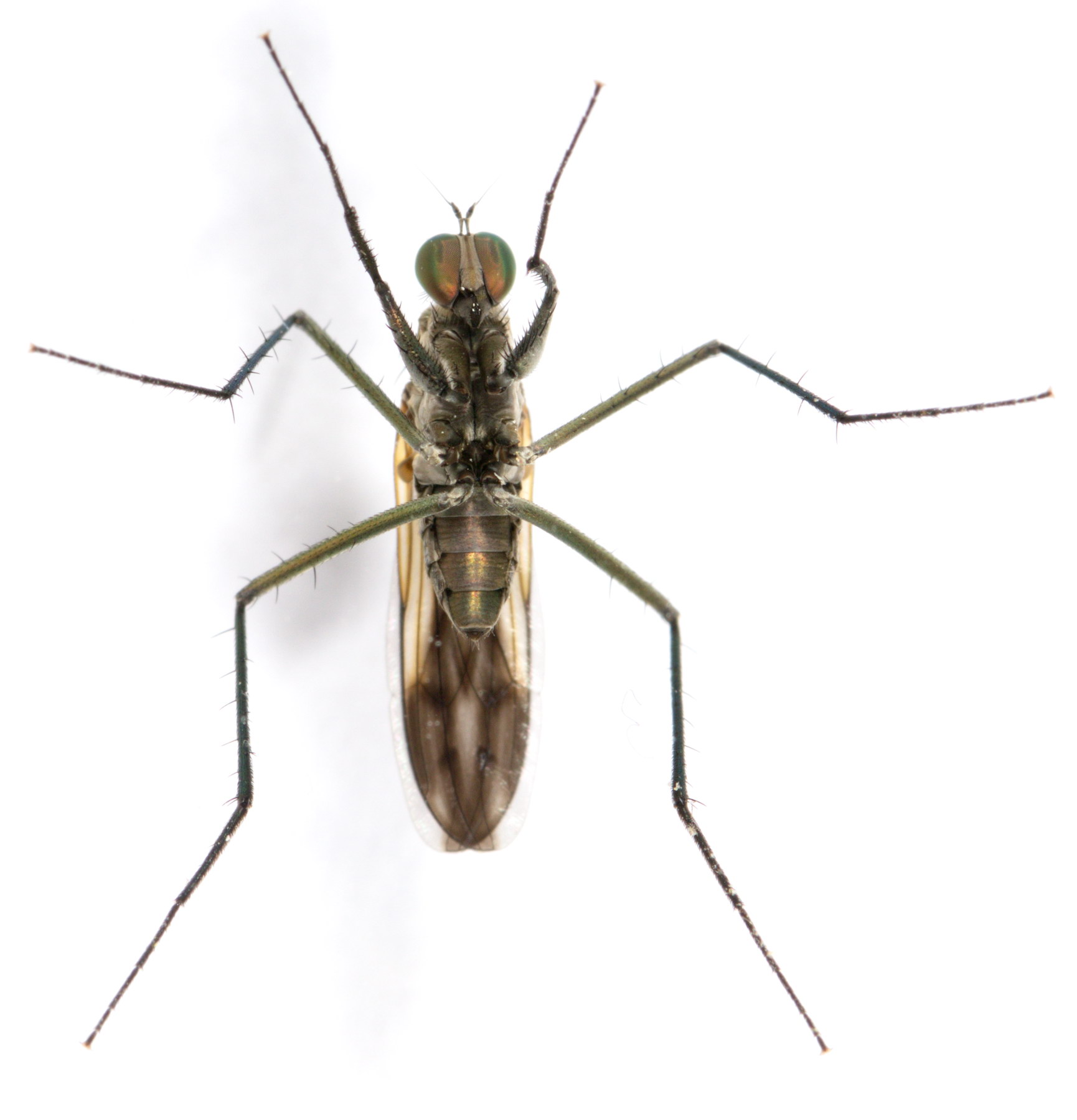 Dolichopodidae (inc. former Microphoridae): Scellus notatus (female) (3)