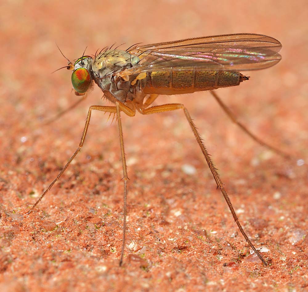 Dolichopodidae (inc. former Microphoridae): Sciapus cf. platypterus (female) (1)