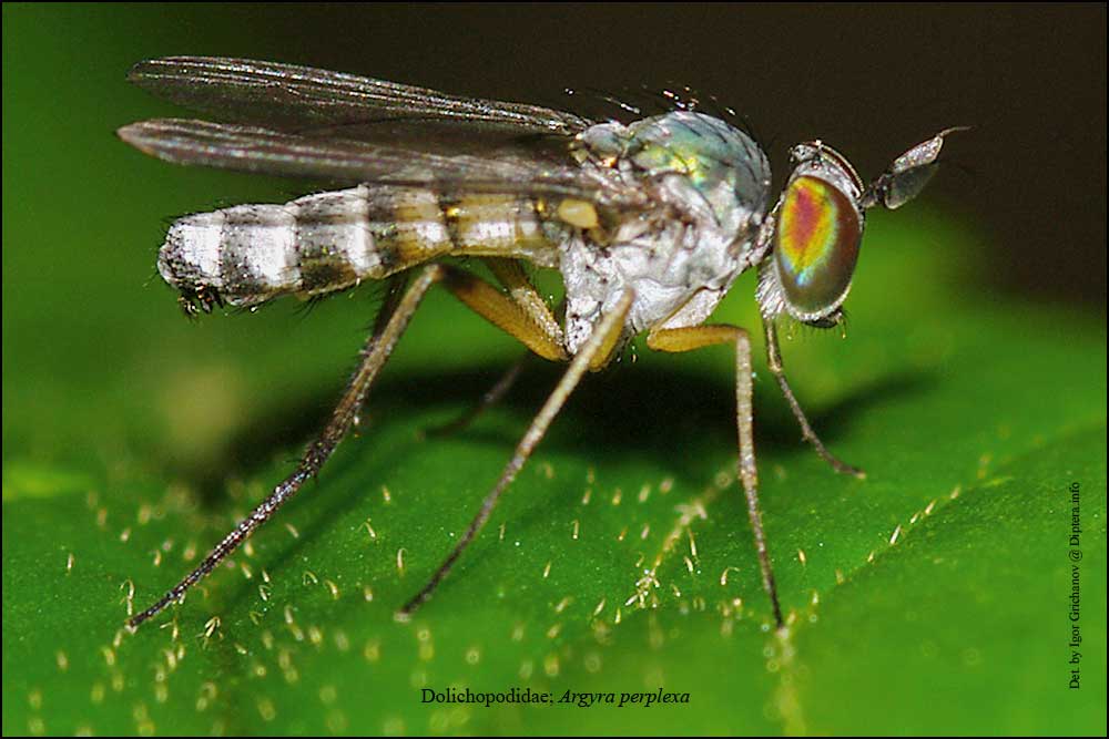 Dolichopodidae (inc. former Microphoridae): Argyra perplexa (male) (2)