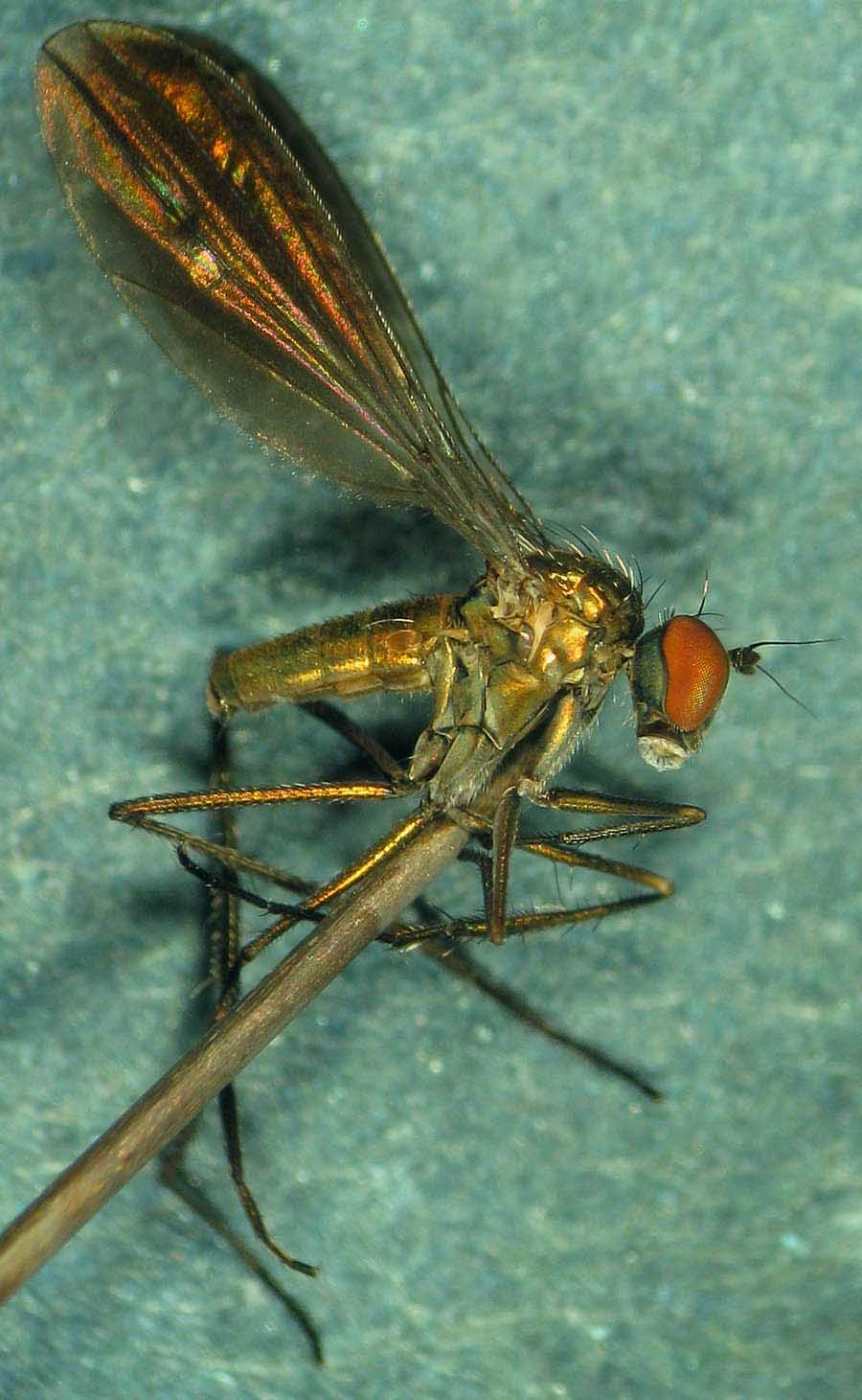 Dolichopodidae (inc. former Microphoridae): Campsicnemus umbripennis (male) (2)