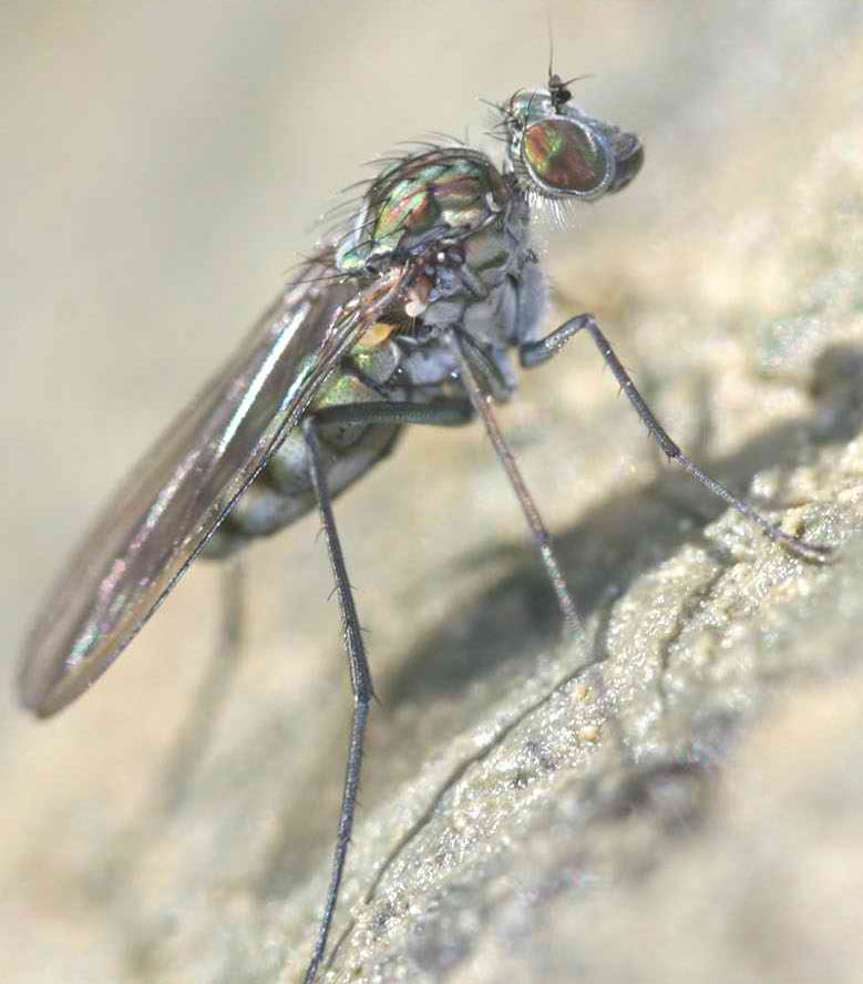 Dolichopodidae (inc. former Microphoridae): Liancalus virens (female) (2)