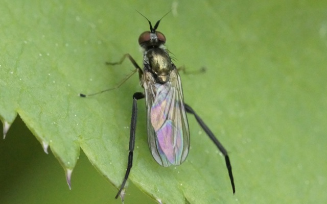 Dolichopodidae (inc. former Microphoridae): Rhaphium crassipes (male) (2)