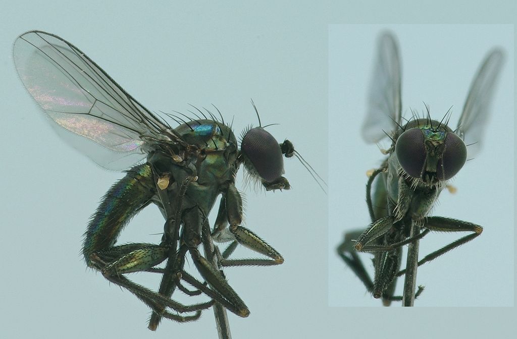 Dolichopodidae (inc. former Microphoridae): Chrysotus laesus (male) (1)
