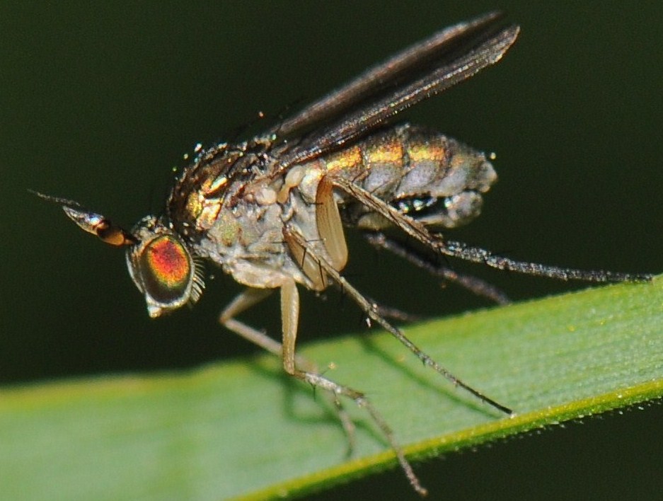 Dolichopodidae (inc. former Microphoridae): Dolichopus longicornis (male) (1)