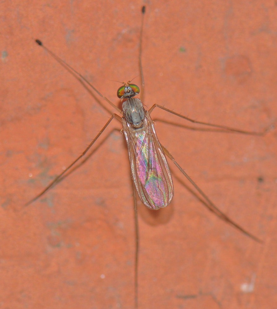 Dolichopodidae (inc. former Microphoridae): Neurigona quadrifasciata (male) (2)
