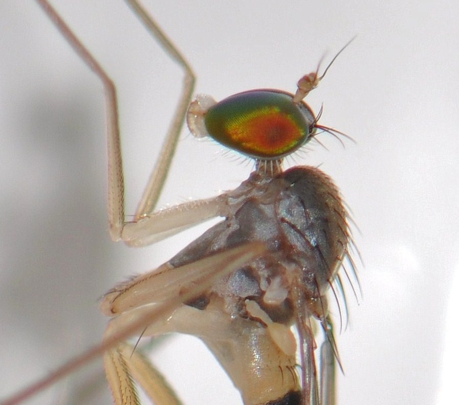 Dolichopodidae (inc. former Microphoridae): Neurigona quadrifasciata (male) (5)