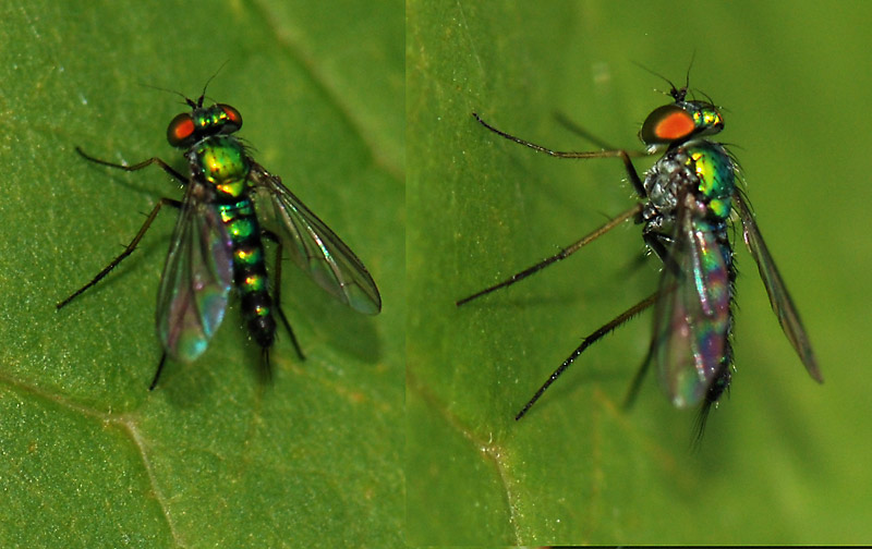 Dolichopodidae (inc. former Microphoridae): Condylostylus caudatus (male) (1)