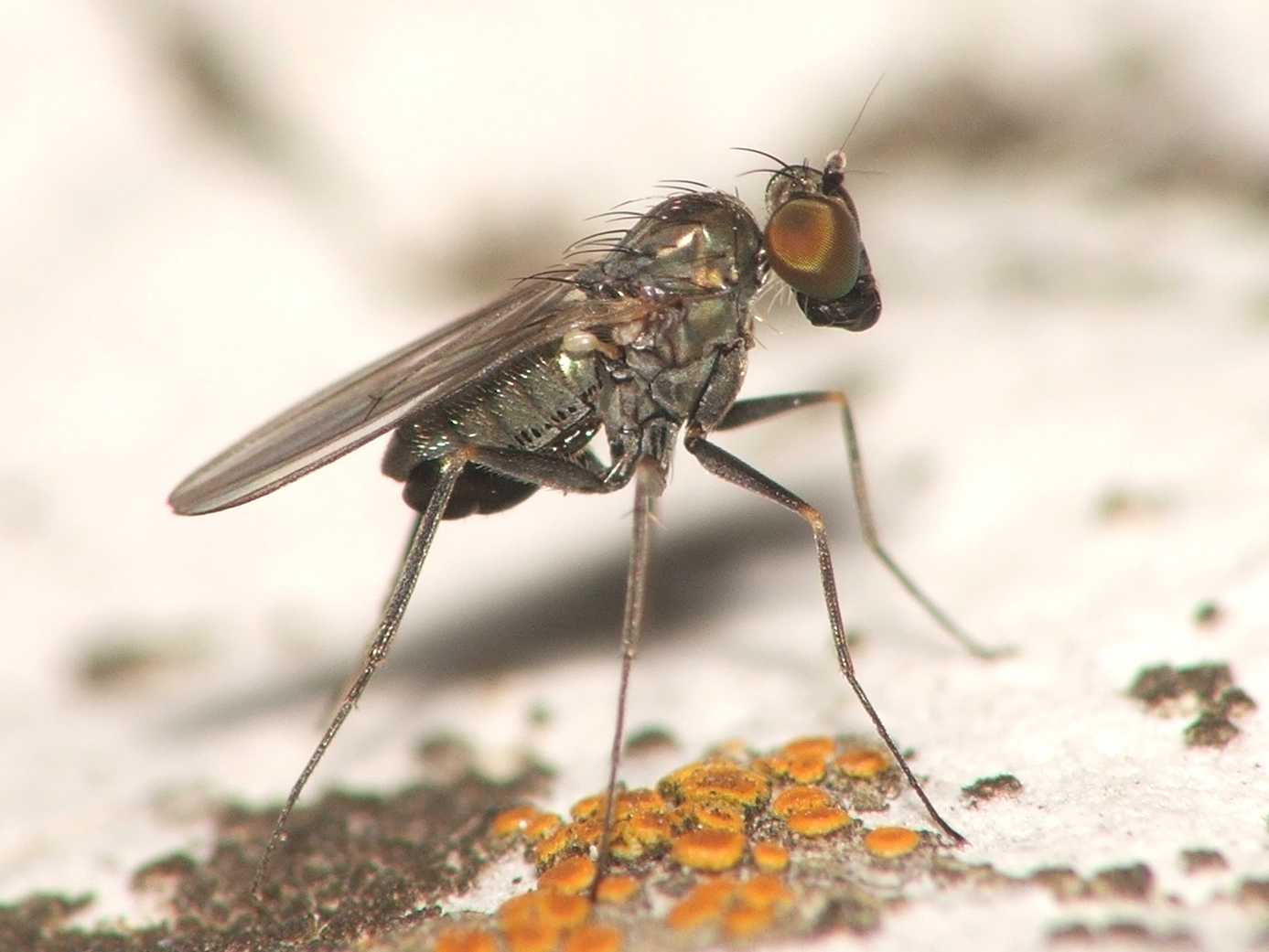 Dolichopodidae (inc. former Microphoridae): Medetera dendrobaena (male) (1)