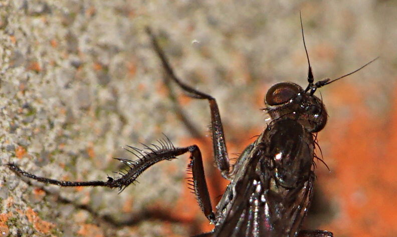 Dolichopodidae (inc. former Microphoridae): Campsicnemus scambus (male) (5)