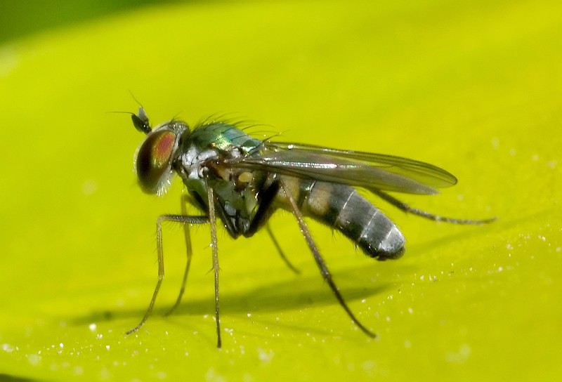 Dolichopodidae (inc. former Microphoridae): Argyra sp. (male) (1)