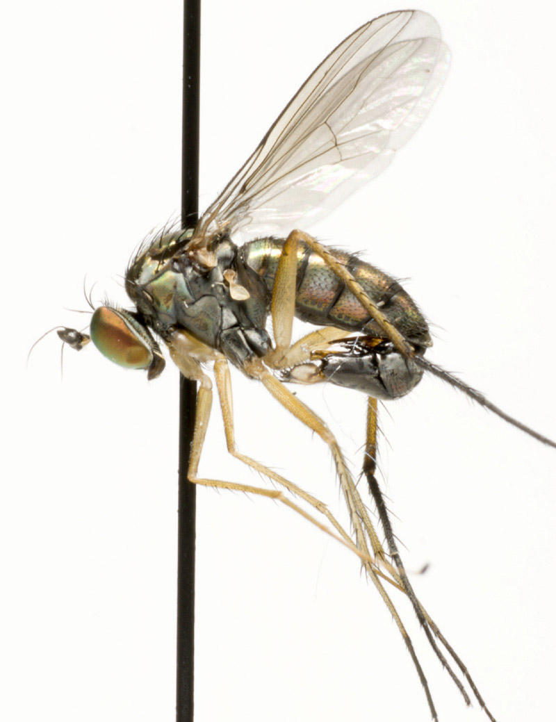 Dolichopodidae (inc. former Microphoridae): Dolichopus nigricornis (male) (2)