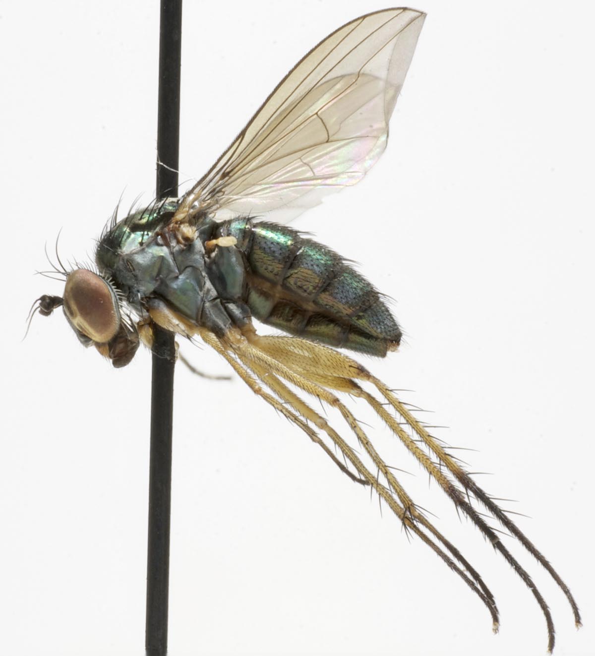 Dolichopodidae (inc. former Microphoridae): Dolichopus latipennis (female) 1)