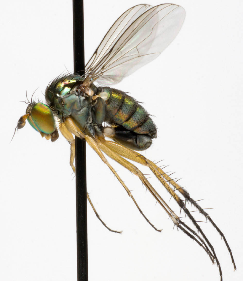 Dolichopodidae (inc. former Microphoridae): Dolichopus plumipes (male) (8)