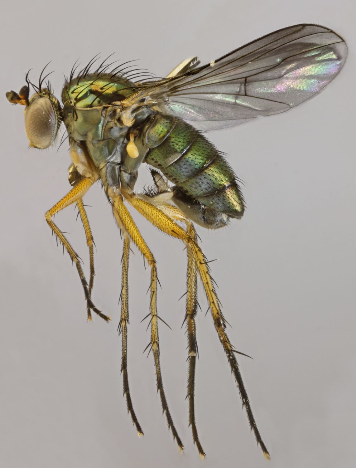 Dolichopodidae (inc. former Microphoridae): Dolichopus sabinus (male) (1)