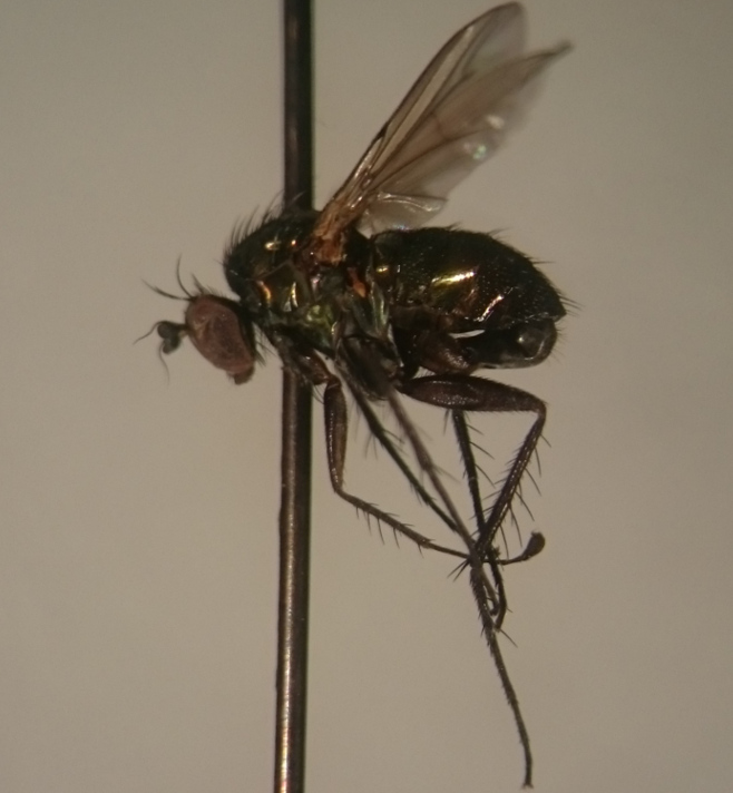 Dolichopodidae (inc. former Microphoridae): Dolichopus acricola (male) (1)