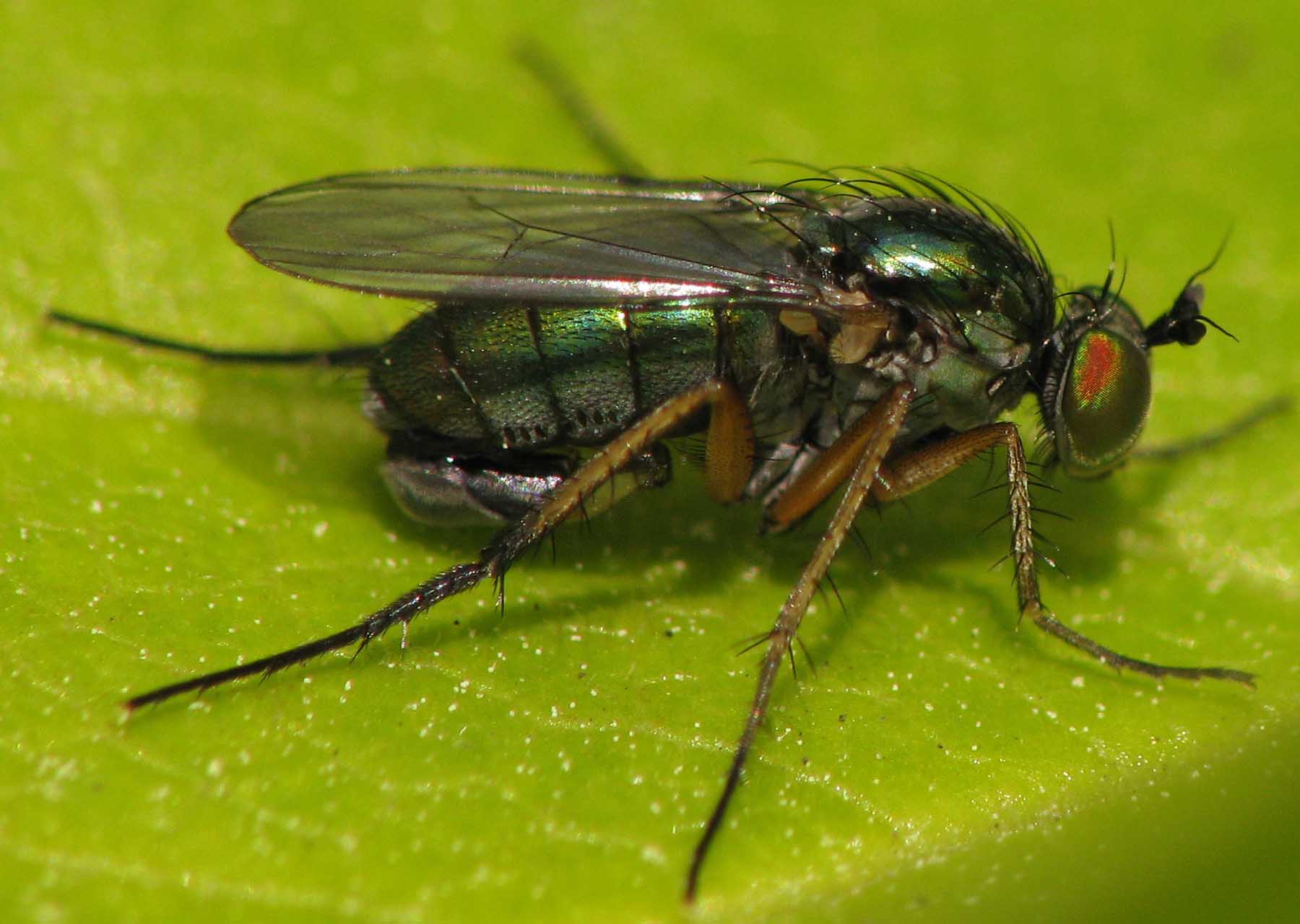 Dolichopodidae (inc. former Microphoridae): Dolichopus ungulatus (male) (3)
