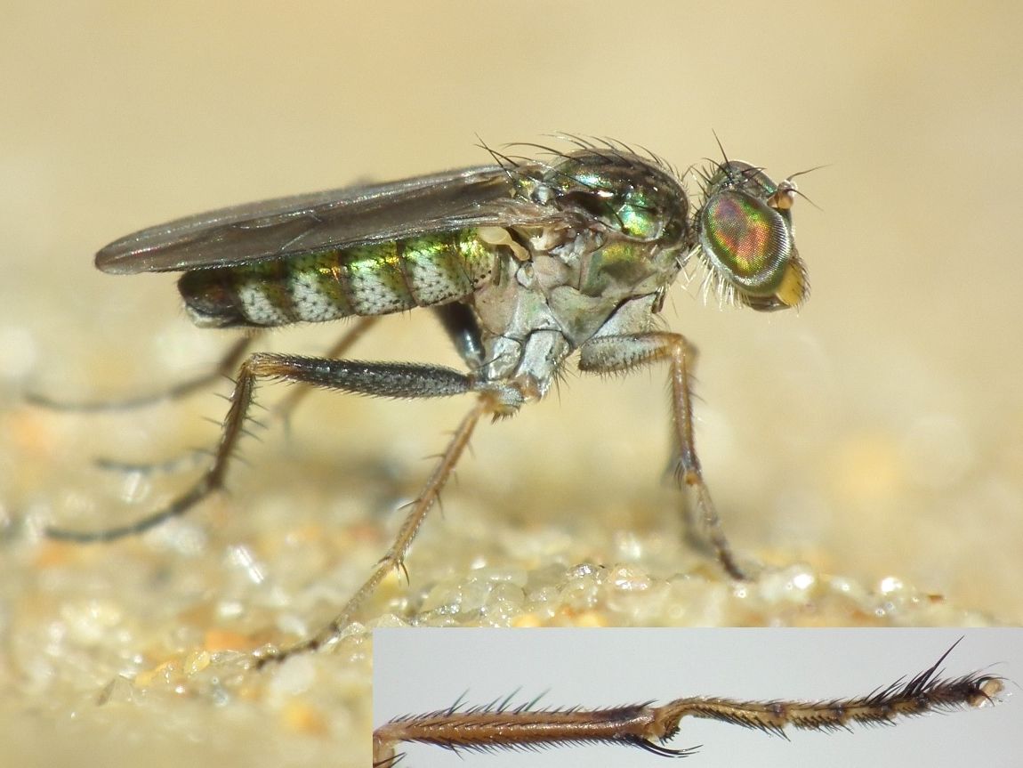 Dolichopodidae (inc. former Microphoridae): Thinophilus flavipalpis (male) (2)