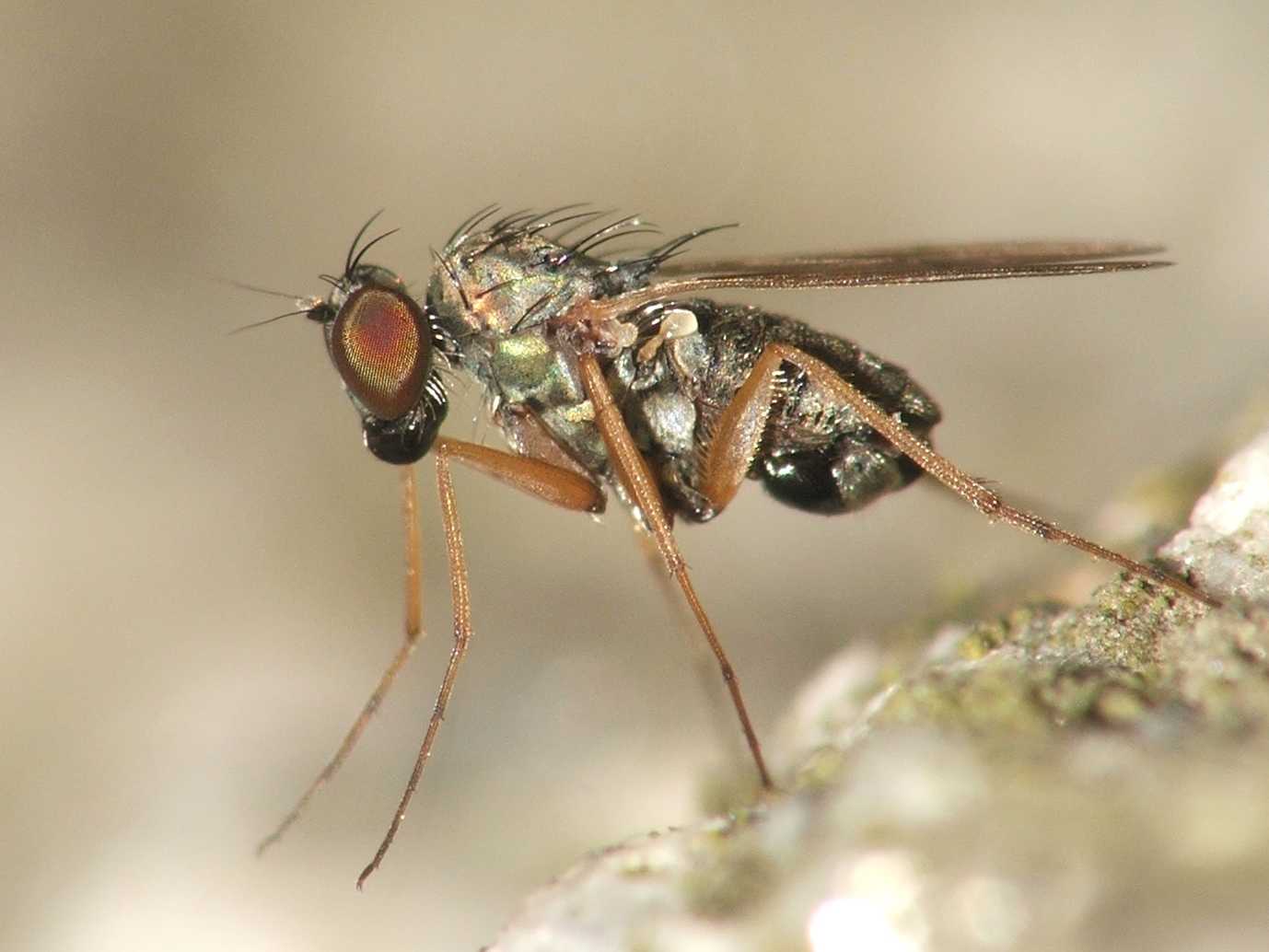 Dolichopodidae (inc. former Microphoridae): Medetera flavipes (male) (2)