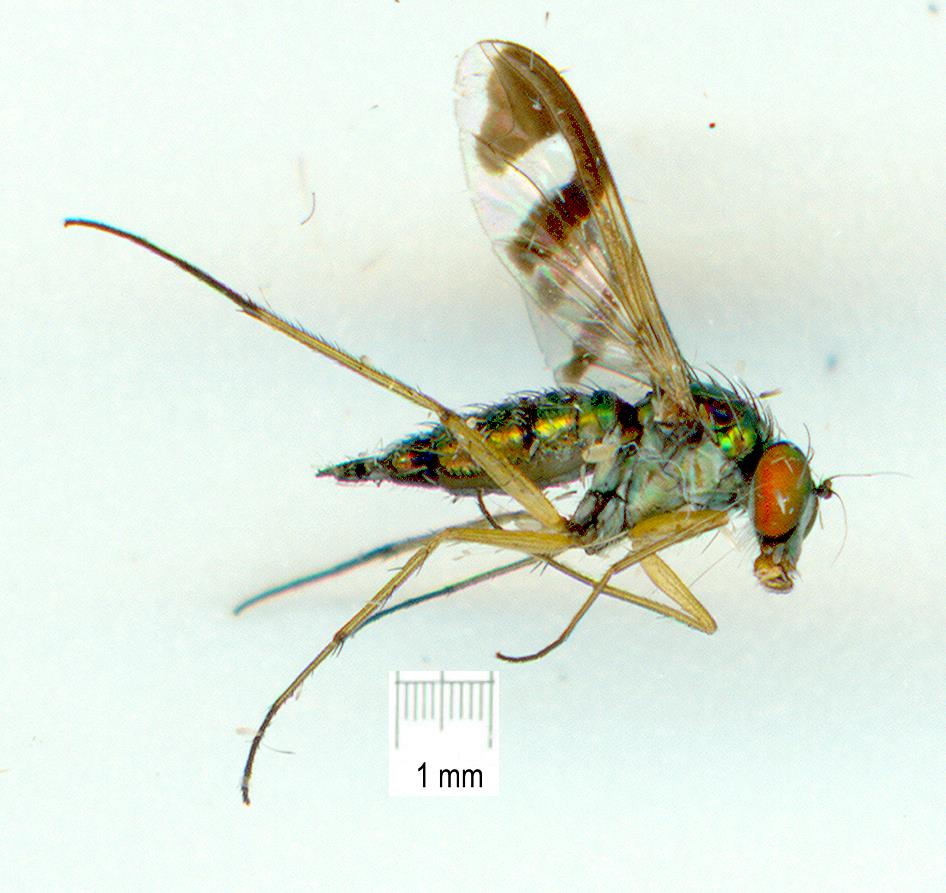 Dolichopodidae (inc. former Microphoridae): Austrosciapus connexus (female) (1)