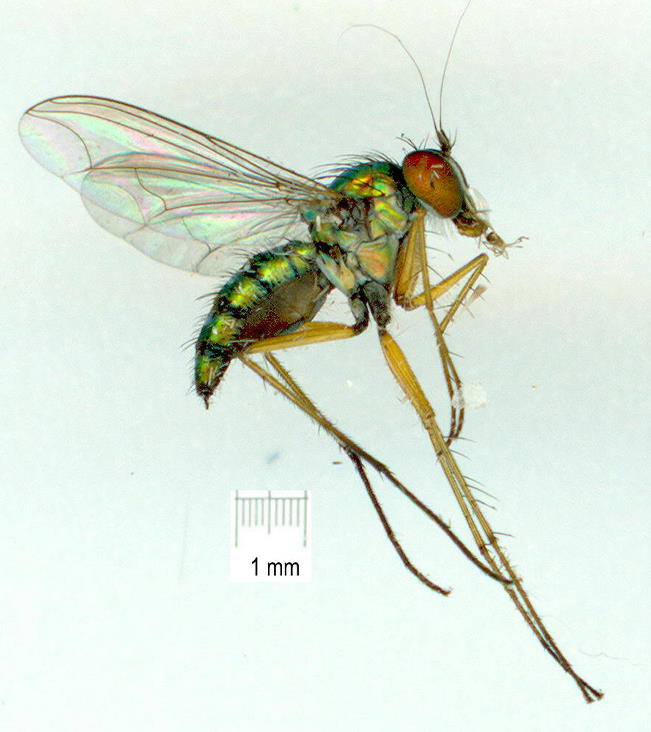 Dolichopodidae (inc. former Microphoridae): Chrysosoma leucopogon (female) (1)