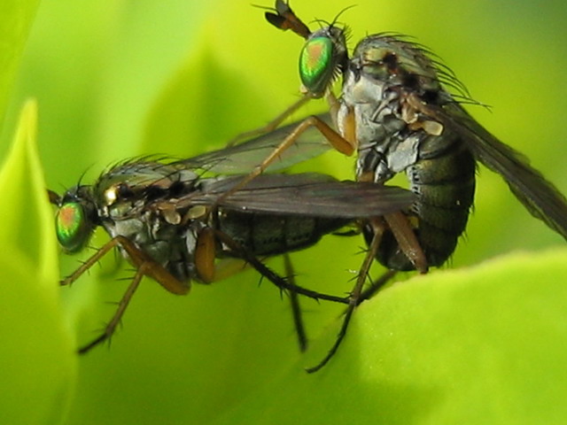 Dolichopodidae (inc. former Microphoridae): Hercostomus fuscipennis (1)
