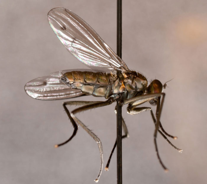 Dolichopodidae (inc. former Microphoridae): Hydrophorus bipunctatus (male) (1)