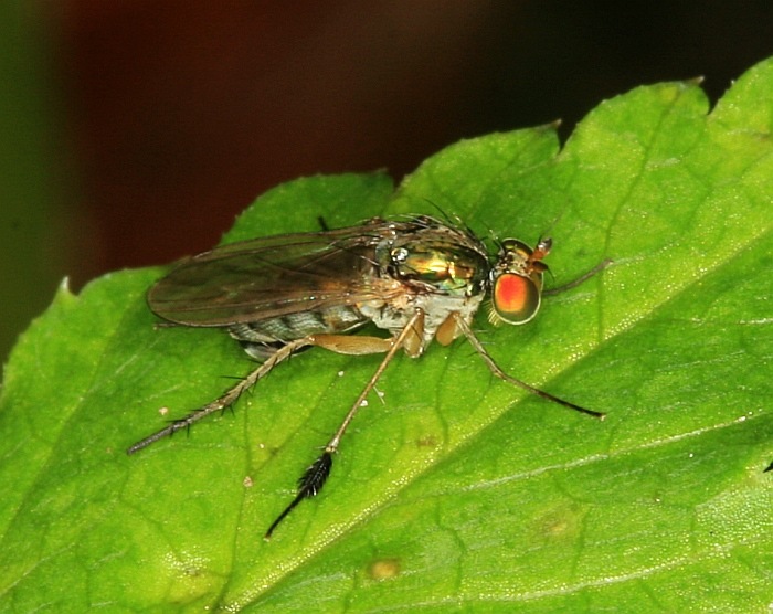 Dolichopodidae (inc. former Microphoridae): Dolichopus wahlbergi (male) (2)