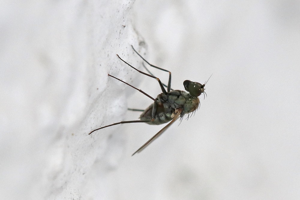 Dolichopodidae (inc. former Microphoridae): Medetera jacula (female) (4)