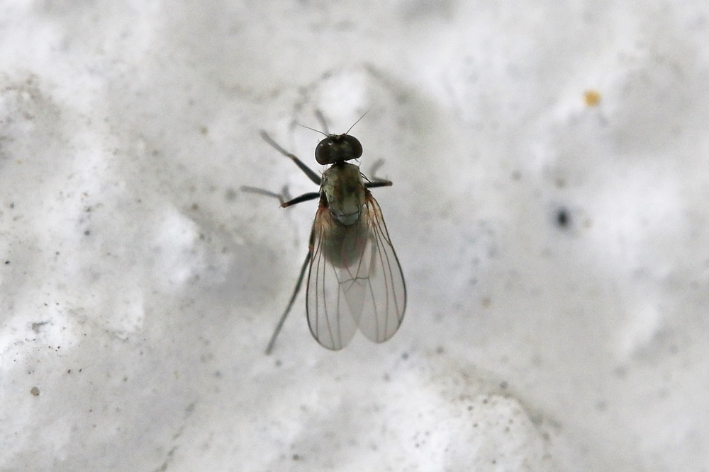 Dolichopodidae (inc. former Microphoridae): Medetera jacula (female) (5)