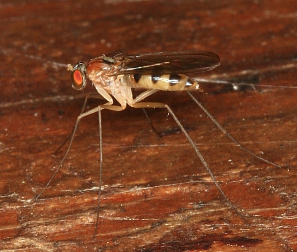 Dolichopodidae (inc. former Microphoridae): Neurigona quadrifasciata (female) (1)