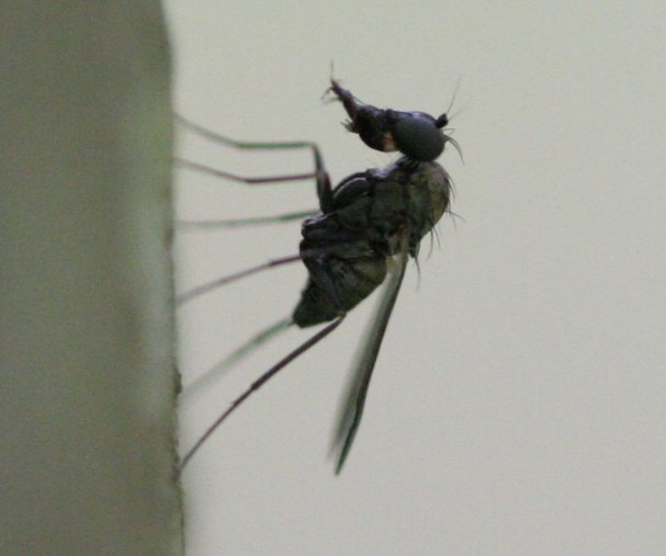 Dolichopodidae (inc. former Microphoridae): Medetera sp. (female) (1)