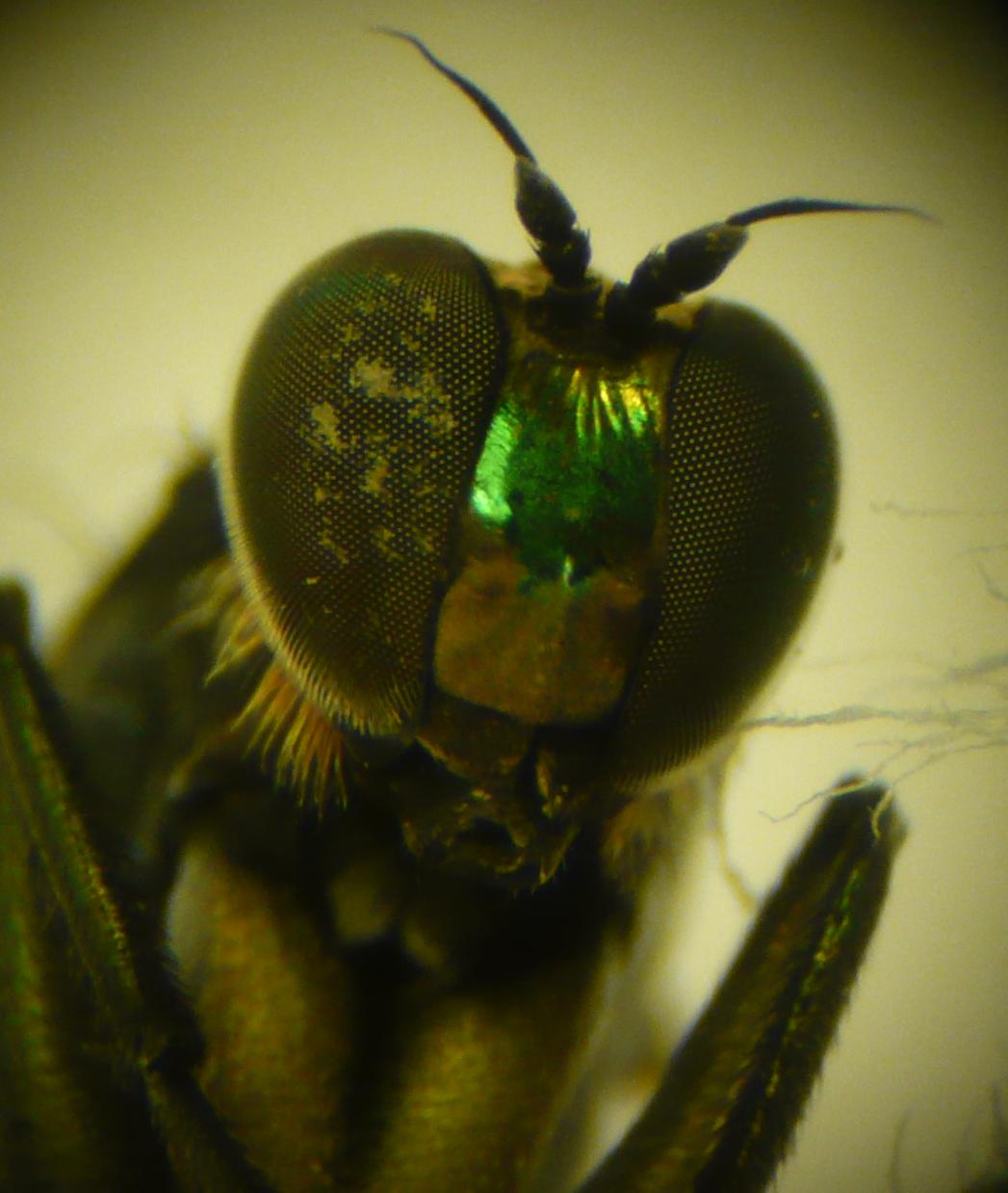 Dolichopodidae (inc. former Microphoridae): Hydrophorus bipunctatus (female) (2)