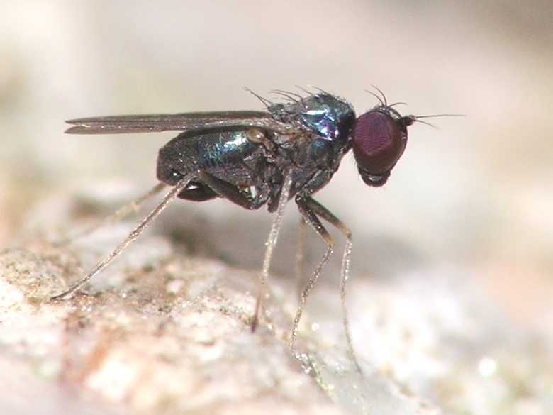 Dolichopodidae (inc. former Microphoridae): Medetera peloria (male) (1)