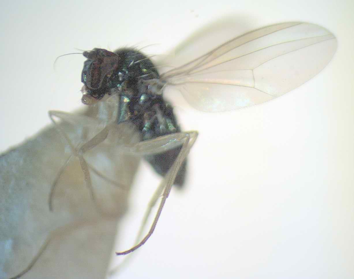 Dolichopodidae (inc. former Microphoridae): Dolichophorus kerteszi (female) (1)
