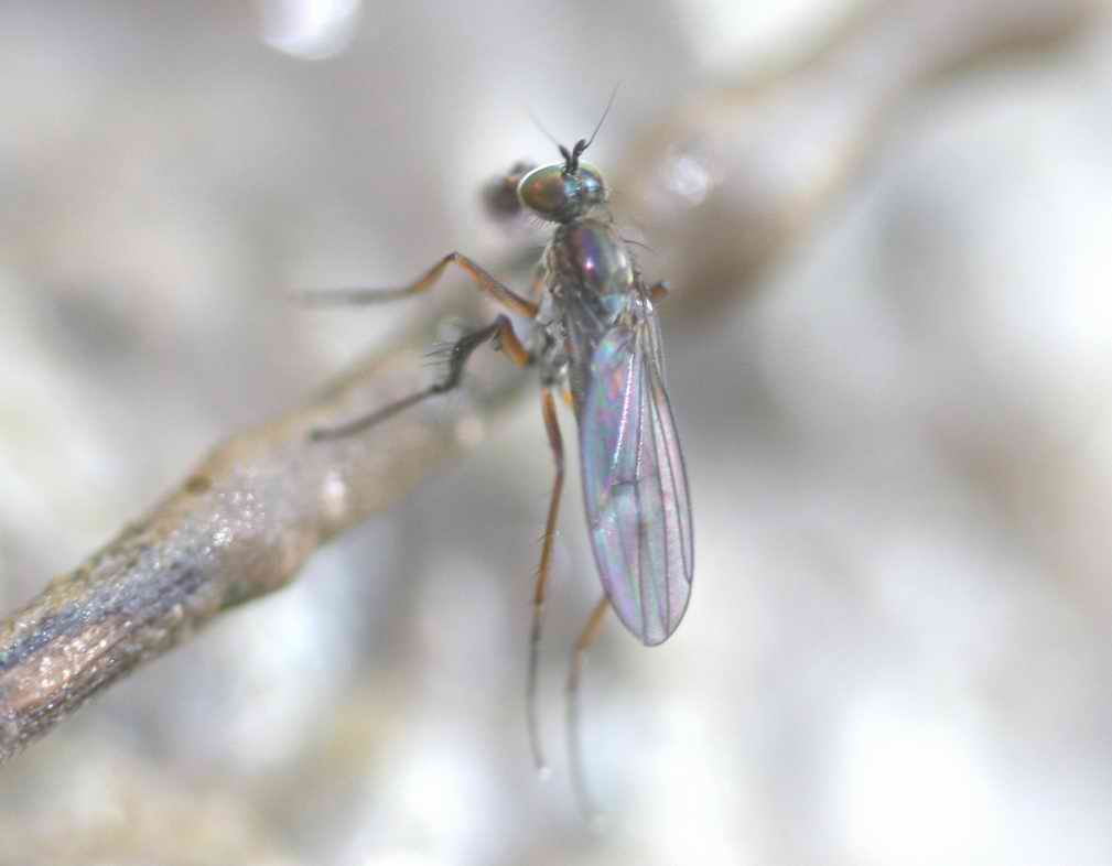 Dolichopodidae (inc. former Microphoridae): Campsicnemus scambus (male) (1)