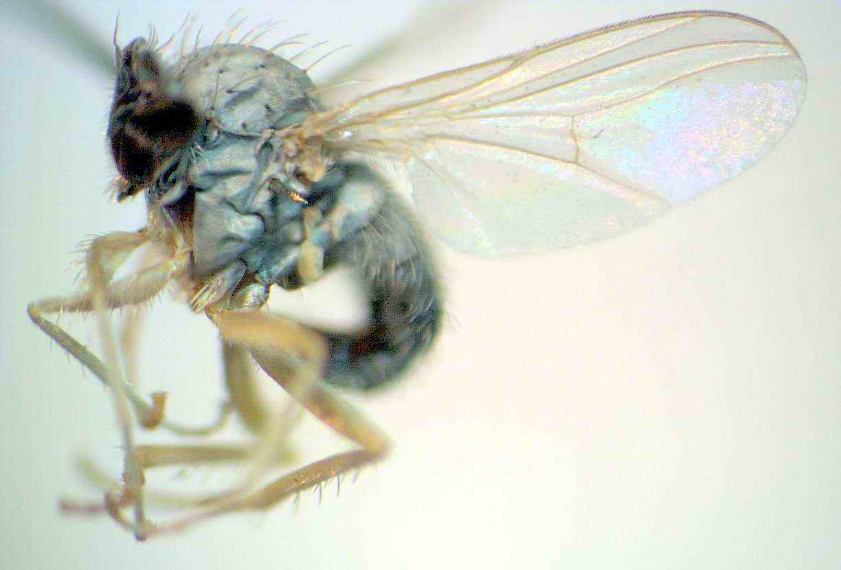 Dolichopodidae (inc. former Microphoridae): Epithalassius susmani (male) (1)