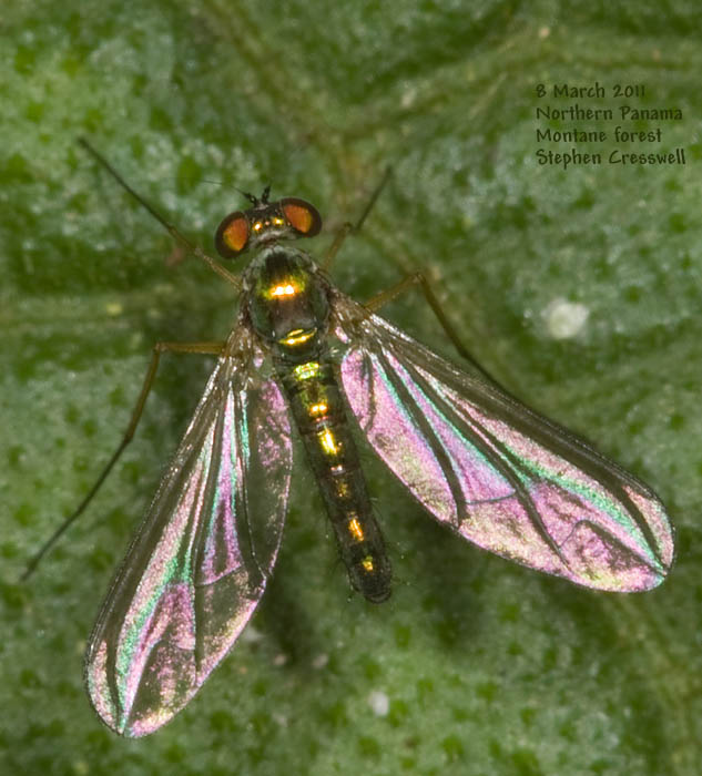Dolichopodidae (inc. former Microphoridae): Amblypsilopus sp. (male) (1)