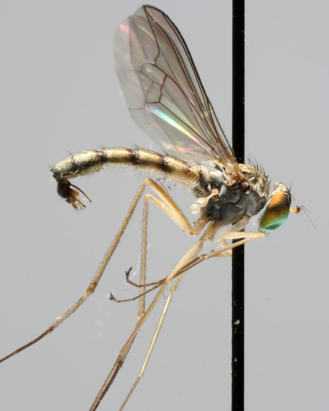 Dolichopodidae (inc. former Microphoridae): Sciapus wiedemanni (male) (1)