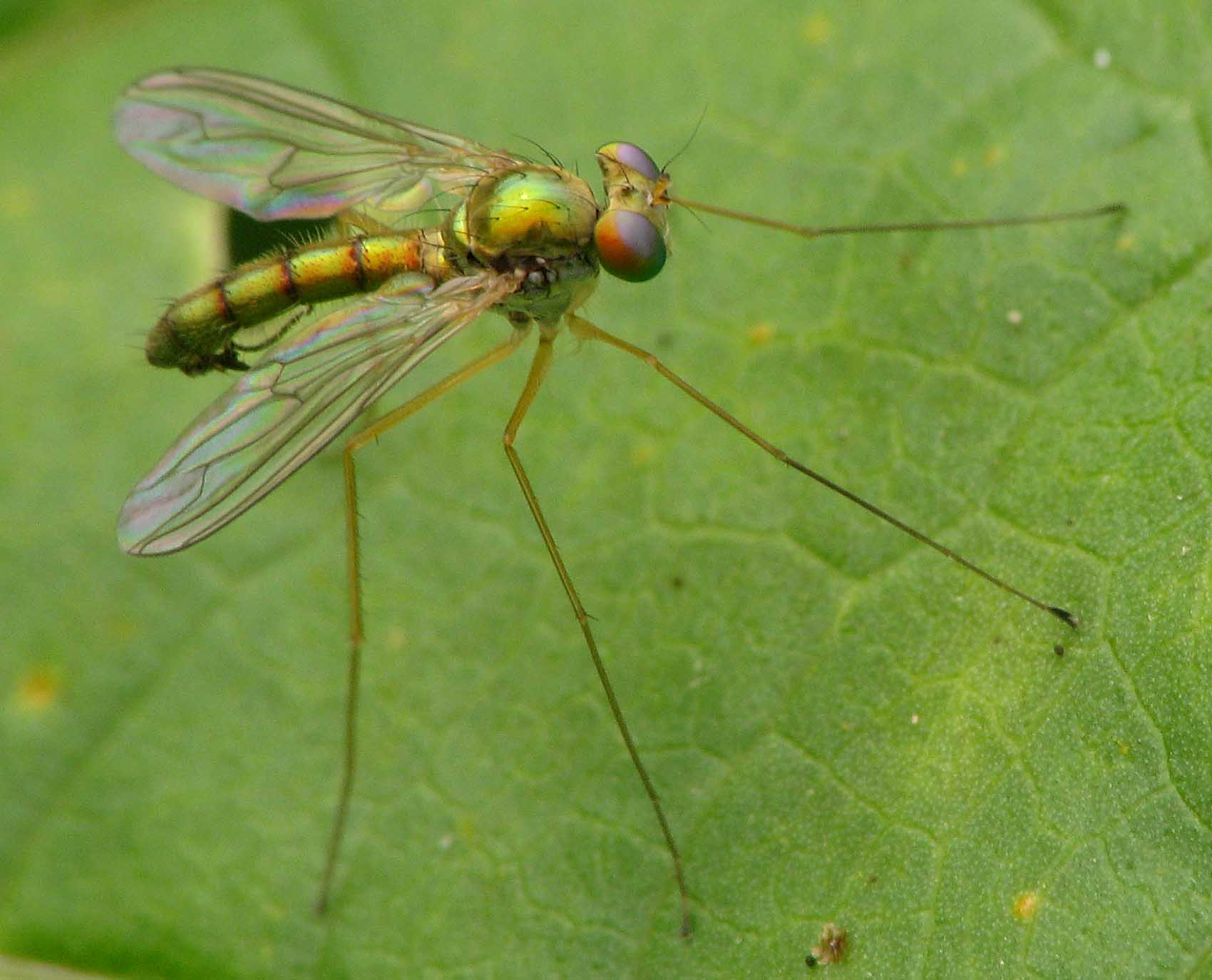 Dolichopodidae (inc. former Microphoridae): Sciapus nervosos (male) (2)