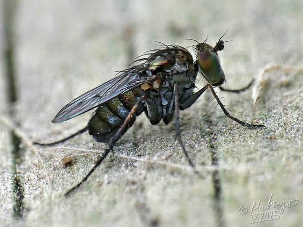 tachytrechus_notatus_2025-09-28_1.jpg