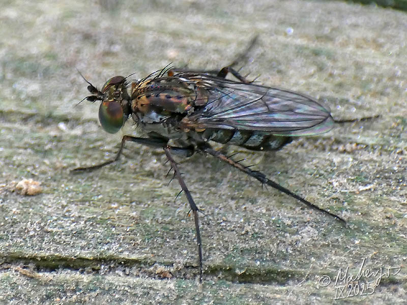 Dolichopodidae (inc. former Microphoridae): Tachytrechus notatus (male) (2)