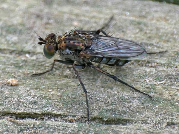tachytrechus_notatus_2025-09-28_2.jpg