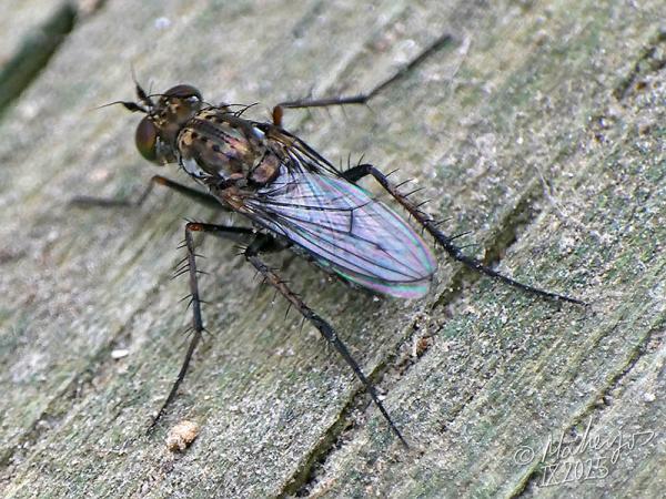 tachytrechus_notatus_2025-09-28_4.jpg