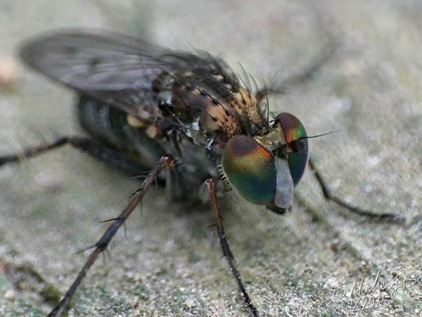 tachytrechus_notatus_2025-09-28_5.jpg