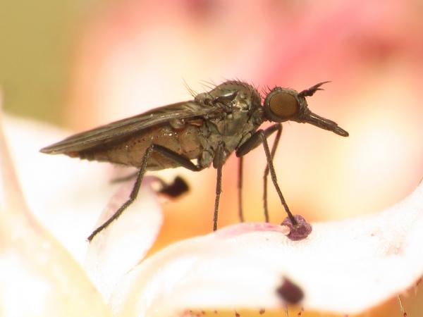 paraiteaphila2.jpg