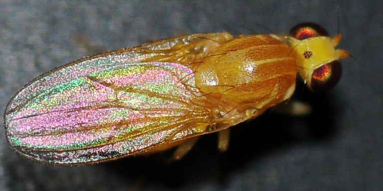 Chyromyidae: Gymnochiromyia sp. (1)